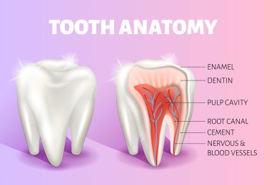 آناتومی دندان شامل تاج پالپ کانال ریشه مینا و ...