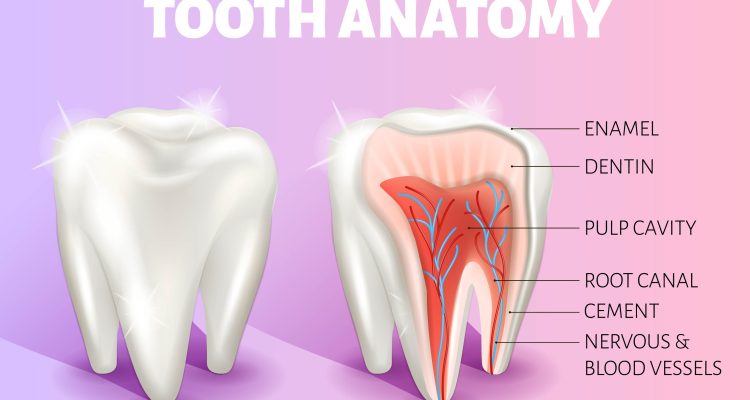 آناتومی دندان شامل تاج پالپ کانال ریشه مینا و ...