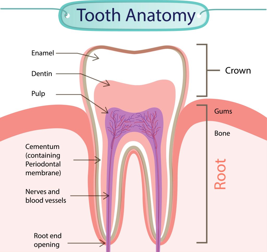 آناتومی دندان
سطح دندان 
مینا
تاج
پالپ
کانال ها و ریشه ها در کنار لثه و استخوان